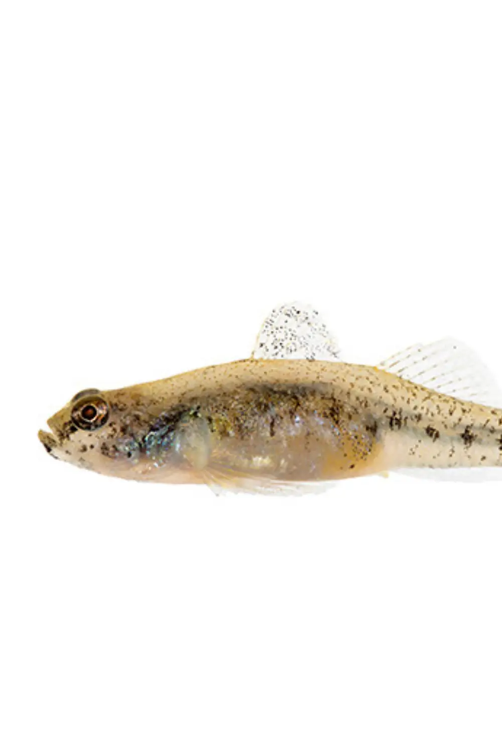 De aukasische dwerggrondel vis