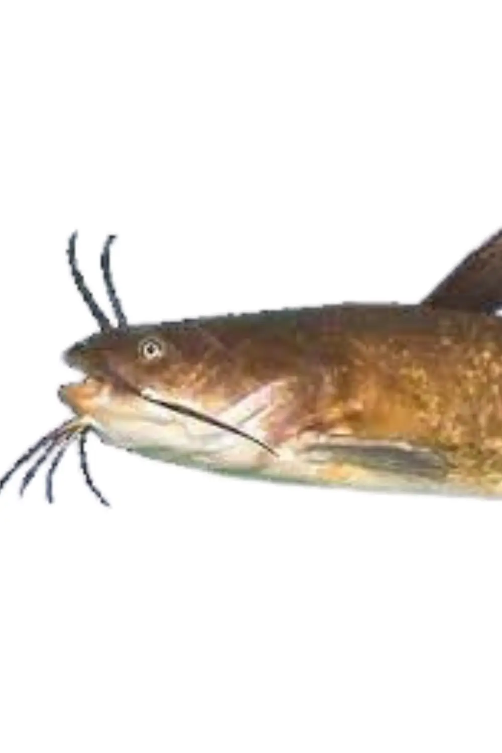 De bruine Amerikaanse dwergmeerval vis
