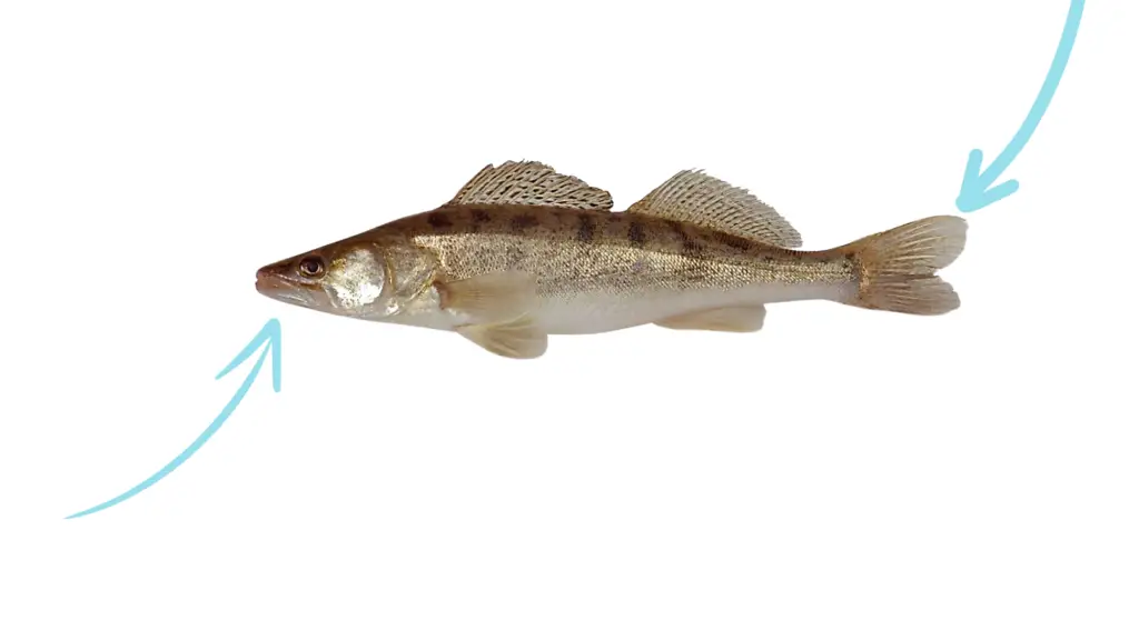De snoekbaars