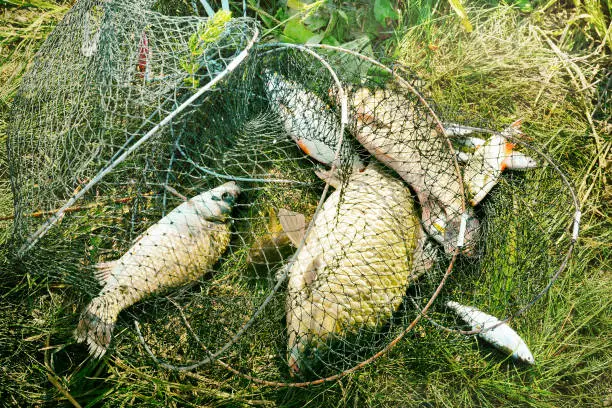 Karpervissen in Schotland: Hoe je de grootste karpers kunt vangen.