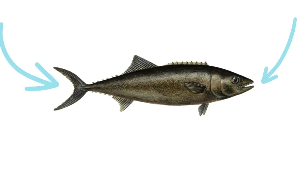 De Botervis: Een Platvis met Scherpe Stekels