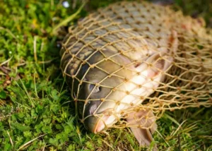 Een vis die gevangen is in een net in Denemarken.