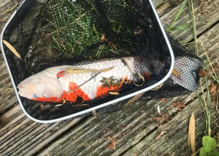 De vangst na belly boat vissen in Denemarken. een vis in een net op een steiger.