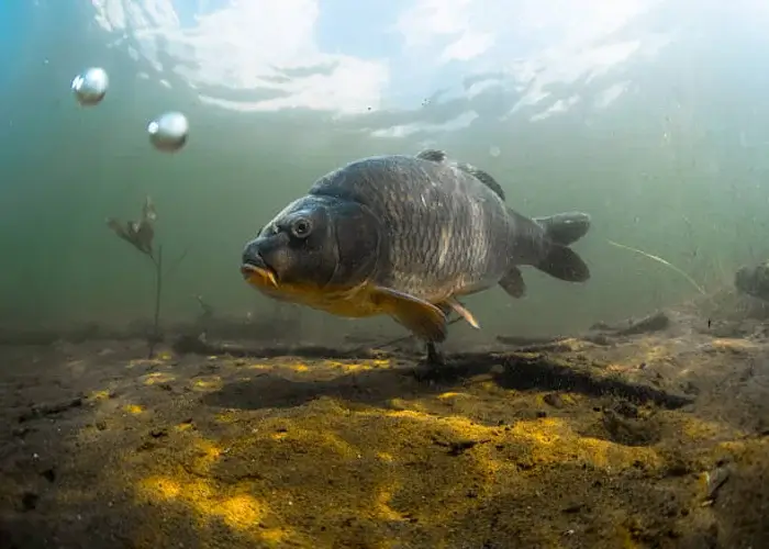 Een vis op de bodem van een rivier, bodemvissen in Denemarken.