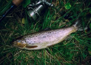 Een forel die is gevangen tijdens het forelvissen in Canada.