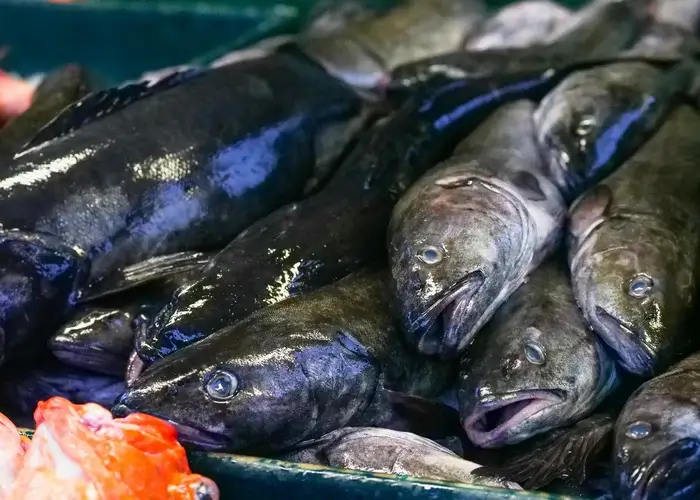 Kabeljauwvissen opp een tafel in Denemarken.