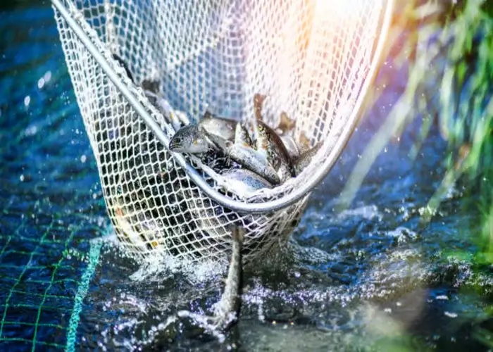 Meerdere vissen in een net. Trolvissen in Denemarken.