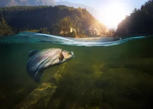 Een zalm die aan het zwemmen is in Denemarken.