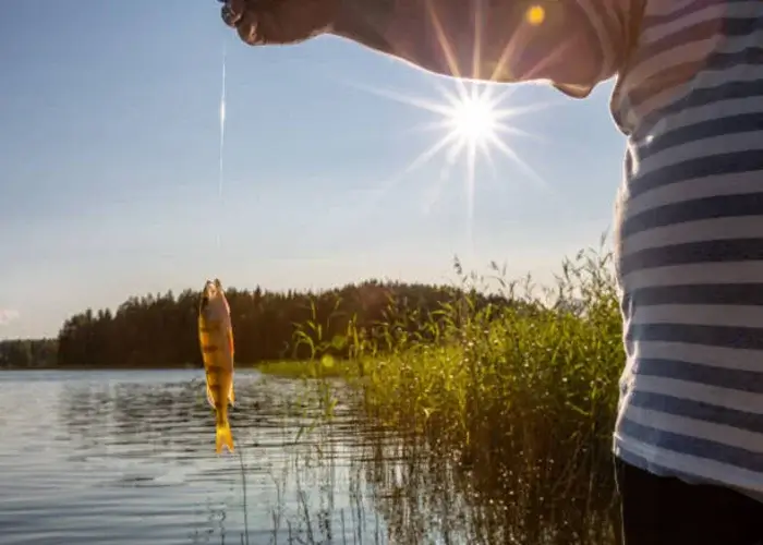 Een man die aan het zomervissen is in Denemarken die een vis heeft gevangen.