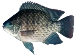 De Blauwe Tilapia vis