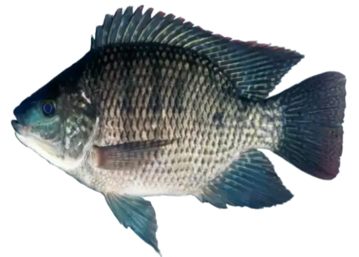 De Blauwe Tilapia vis