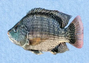 De Mozambiquetilapia vis