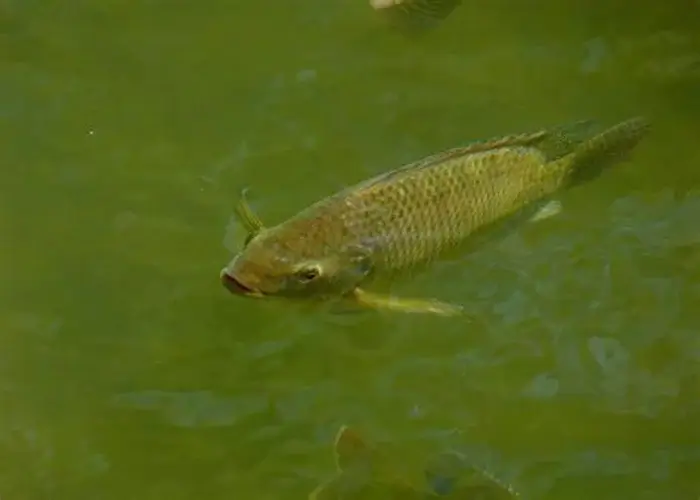 De Nijltilapia vis, die aan het zwemmen is.