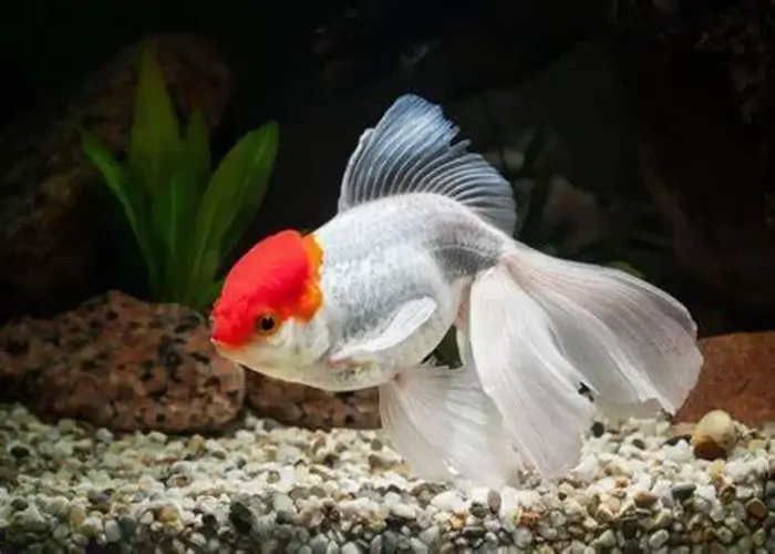 De Oranda goudvis, die aan het zwemmen is.