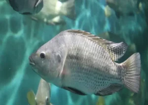 De Zanzibar Tilapia vis, die aan het zwemmen is.