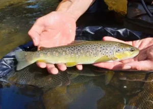 Een beek forel vis die gevangen is tijdens het vissen.